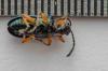 Oulema sp.